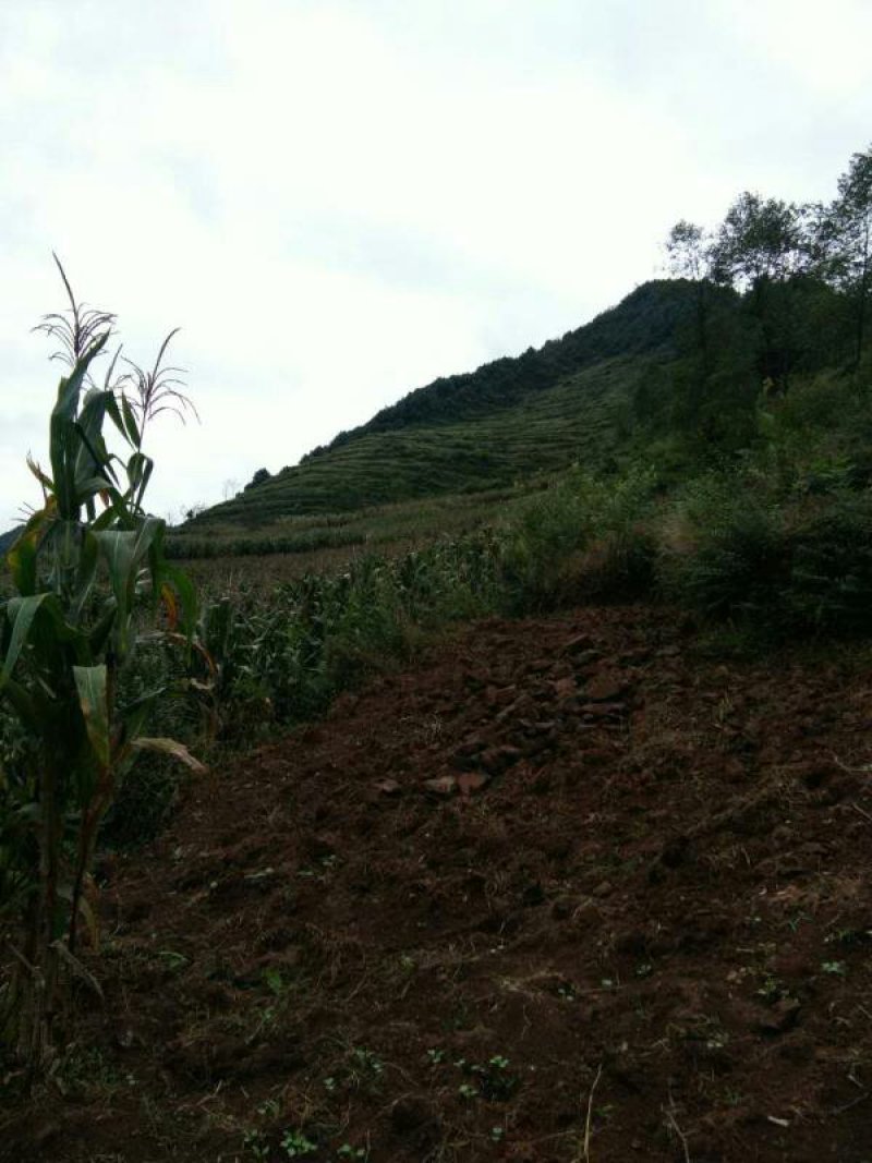 昭通市昭阳区盘河500亩有林地山地出租