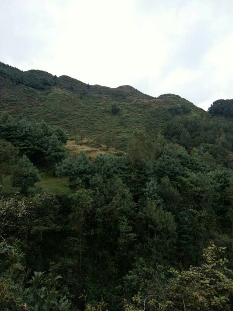 昭通市昭阳区盘河500亩有林地山地出租