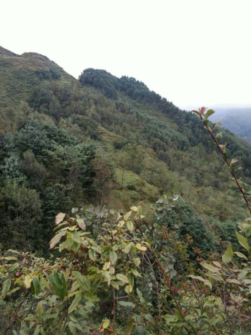 昭通市昭阳区盘河500亩有林地山地出租