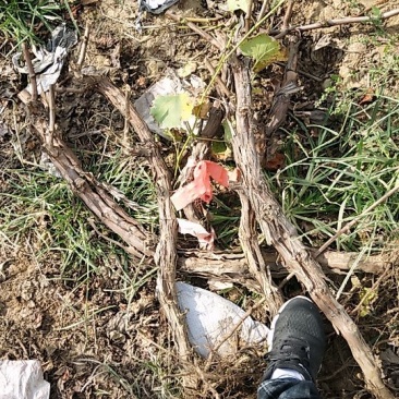 占地葡萄树绿化苗木