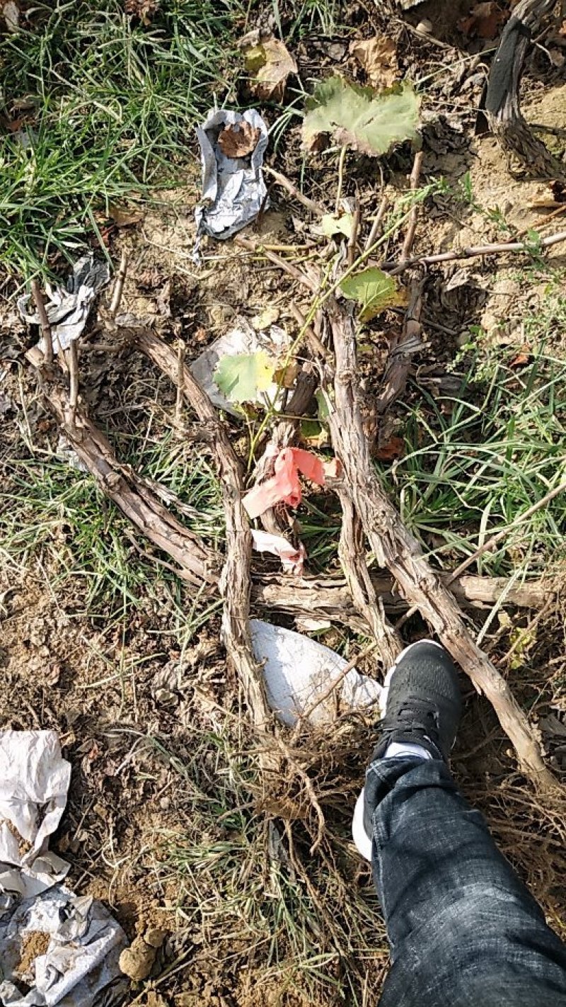 占地葡萄树绿化苗木