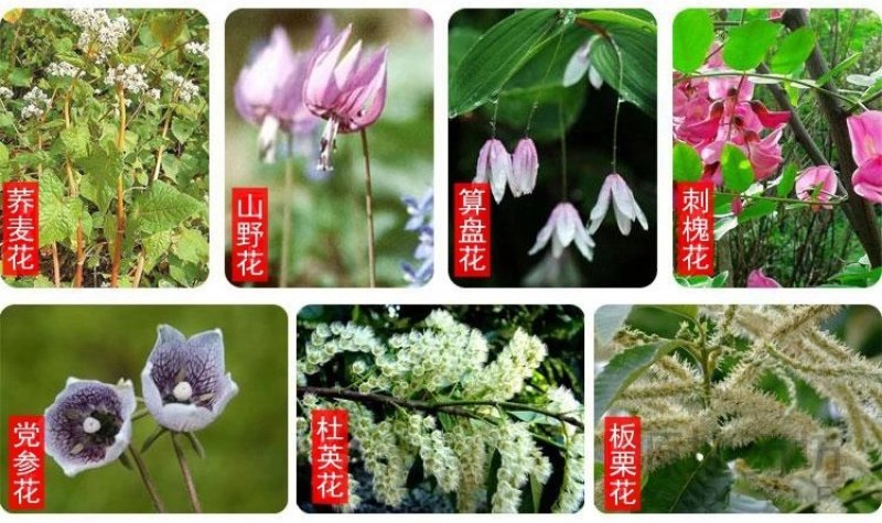 陕西土蜂蜜散货瓶装2斤起批包邮