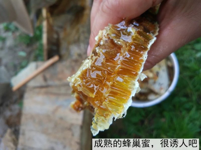 陕西土蜂蜜散货瓶装2斤起批包邮