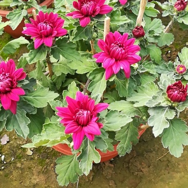 菊花