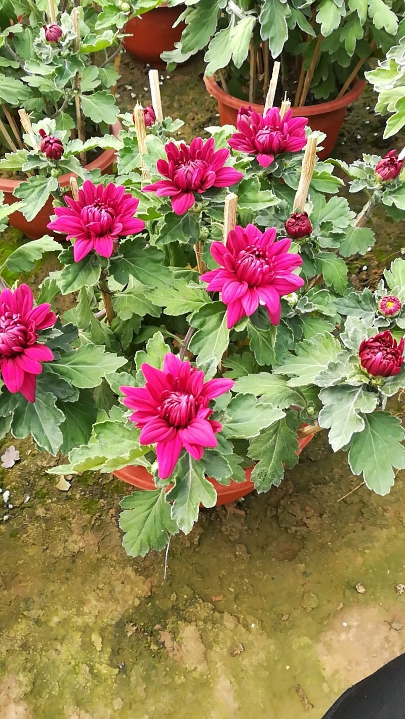 菊花