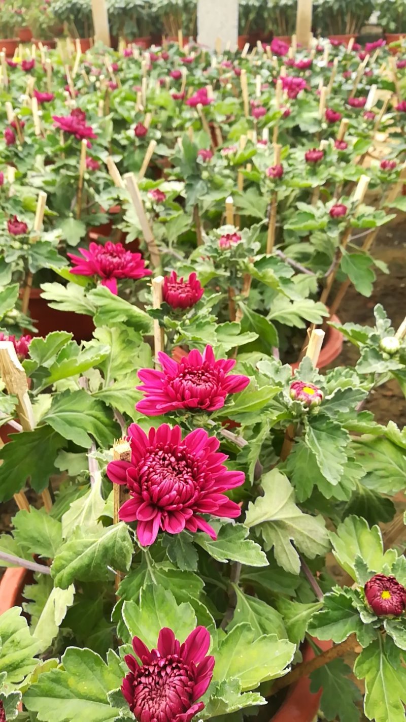 菊花