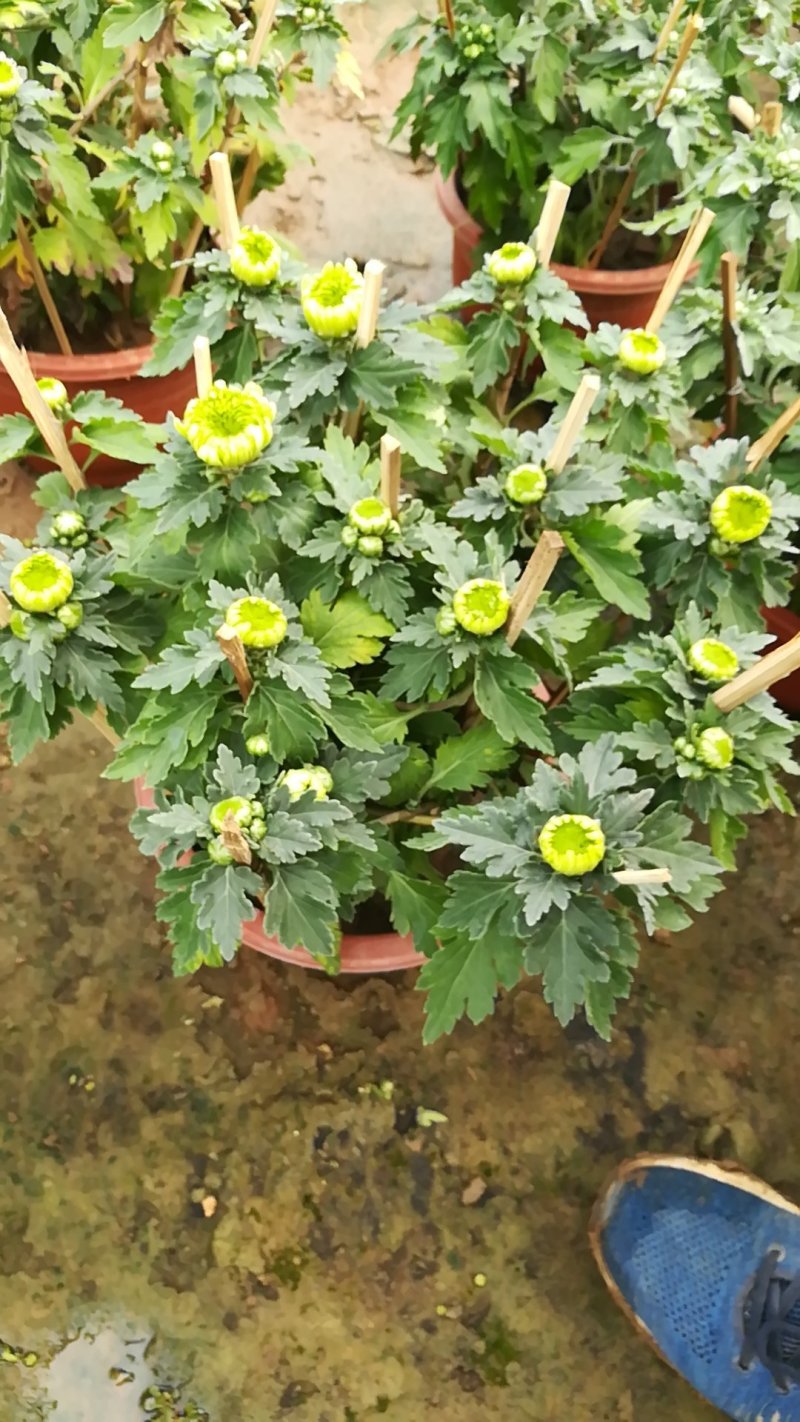 菊花