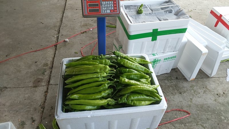 有需要的娄底请与我联系