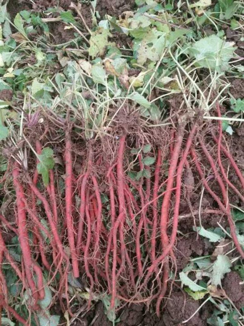 丹参苗苗丹参种植季节丹参种植户山东丹参苗基地