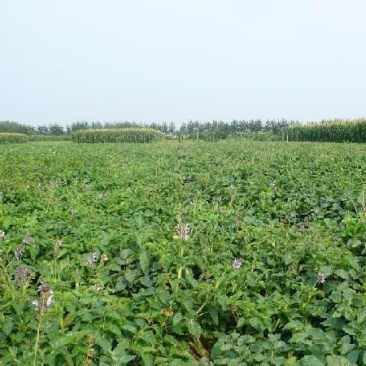 丹参苗苗丹参种植季节丹参种植户山东丹参苗基地