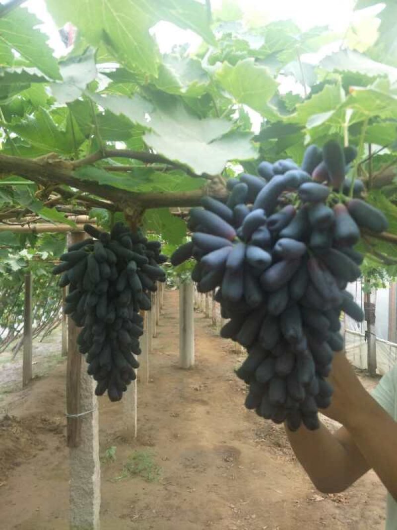 甜蜜蓝宝石