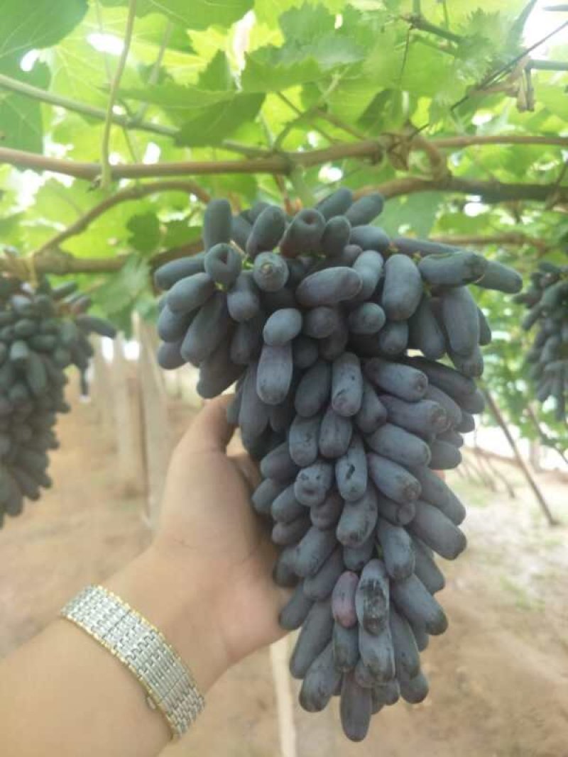 甜蜜蓝宝石