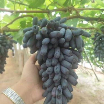 甜蜜蓝宝石