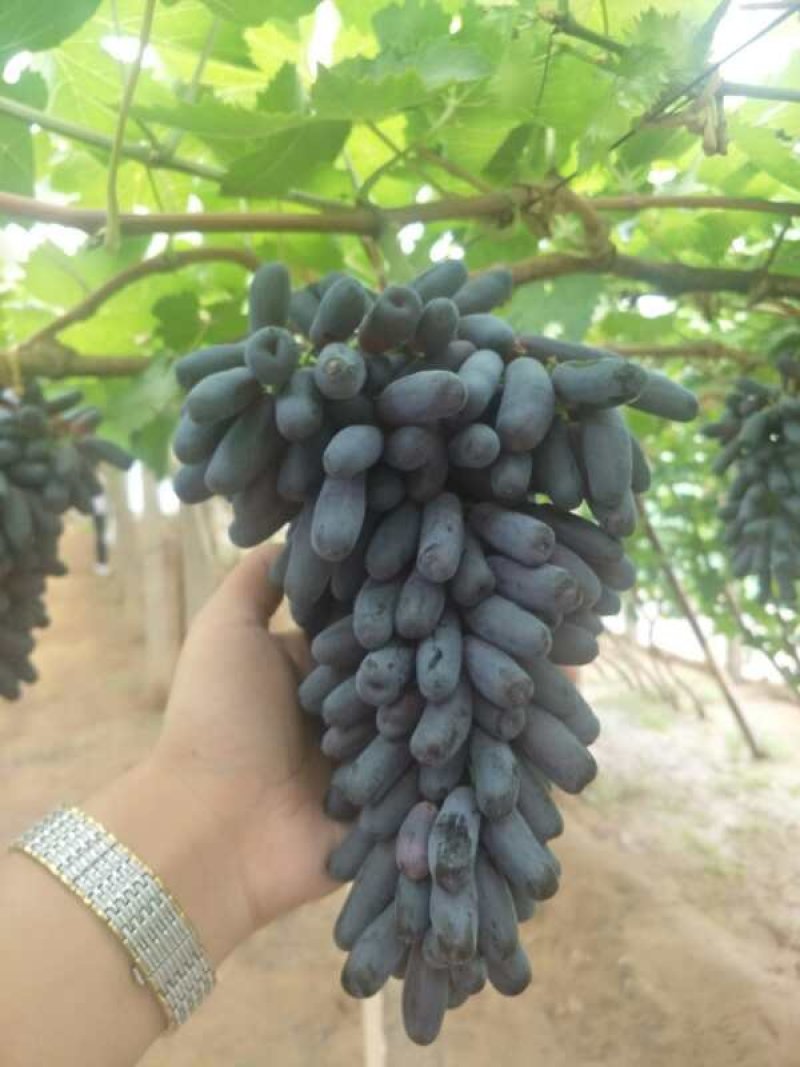 甜蜜蓝宝石