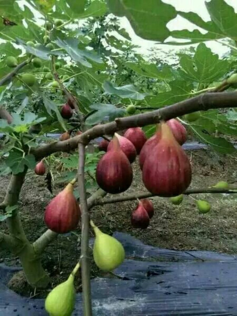 波姬红无花果苗布莱瑞克紫果品质保证