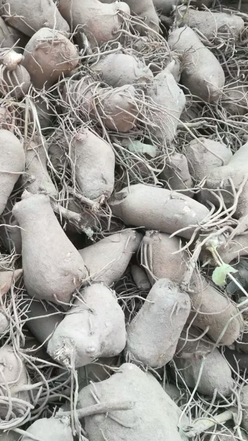 白术秧苗
