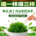 绞股蓝散货包装50斤起批包邮