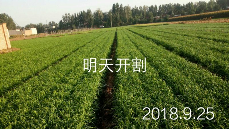 根粗叶子宽