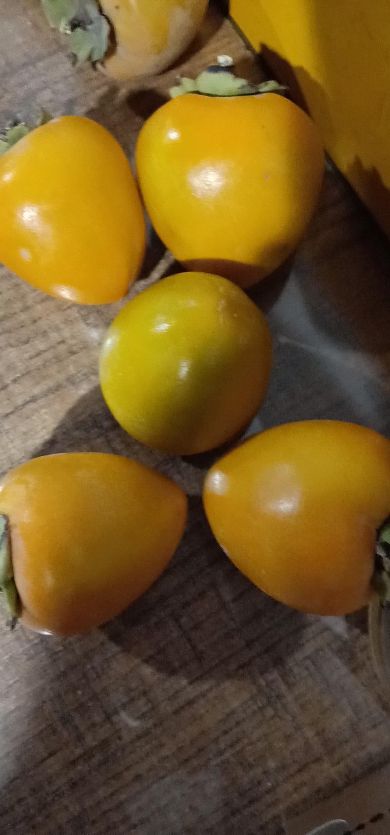 正品尖柿子