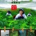 绞股蓝散货包装50斤起批包邮
