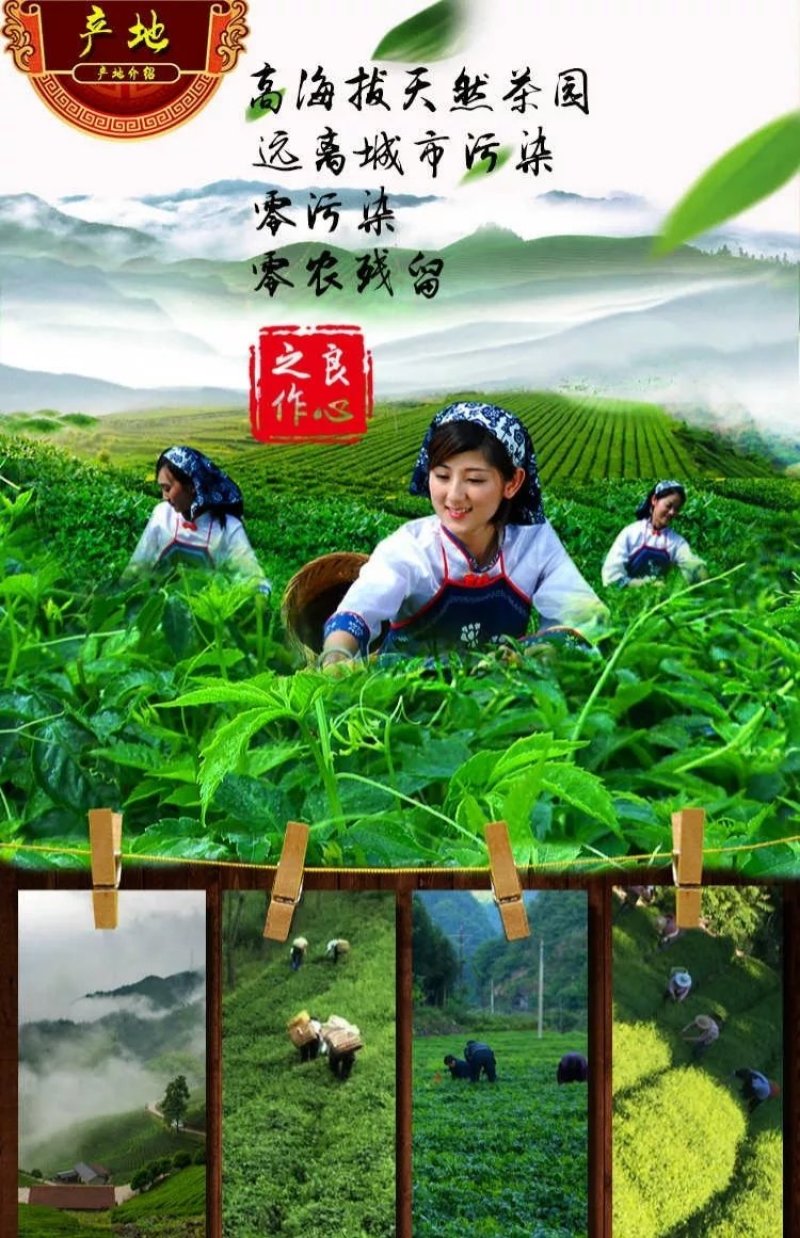 绞股蓝散货包装50斤起批包邮