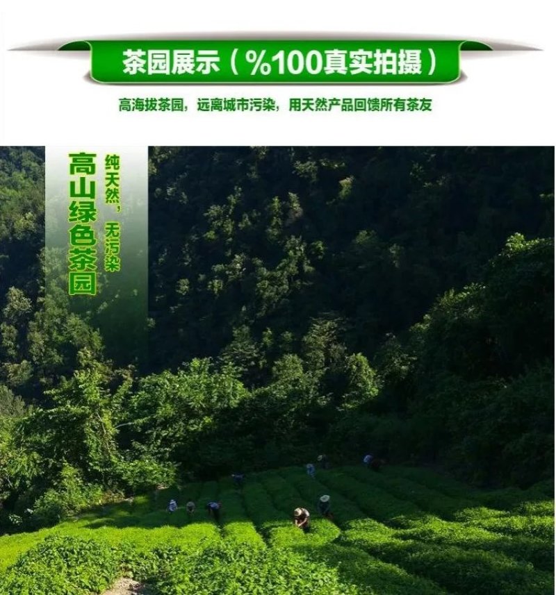 绞股蓝散货包装50斤起批包邮