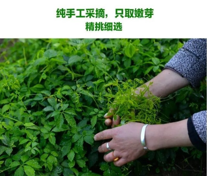 绞股蓝散货包装50斤起批包邮