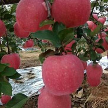 红富士片红苹果山地全红果辽南脆甜富士苹果
