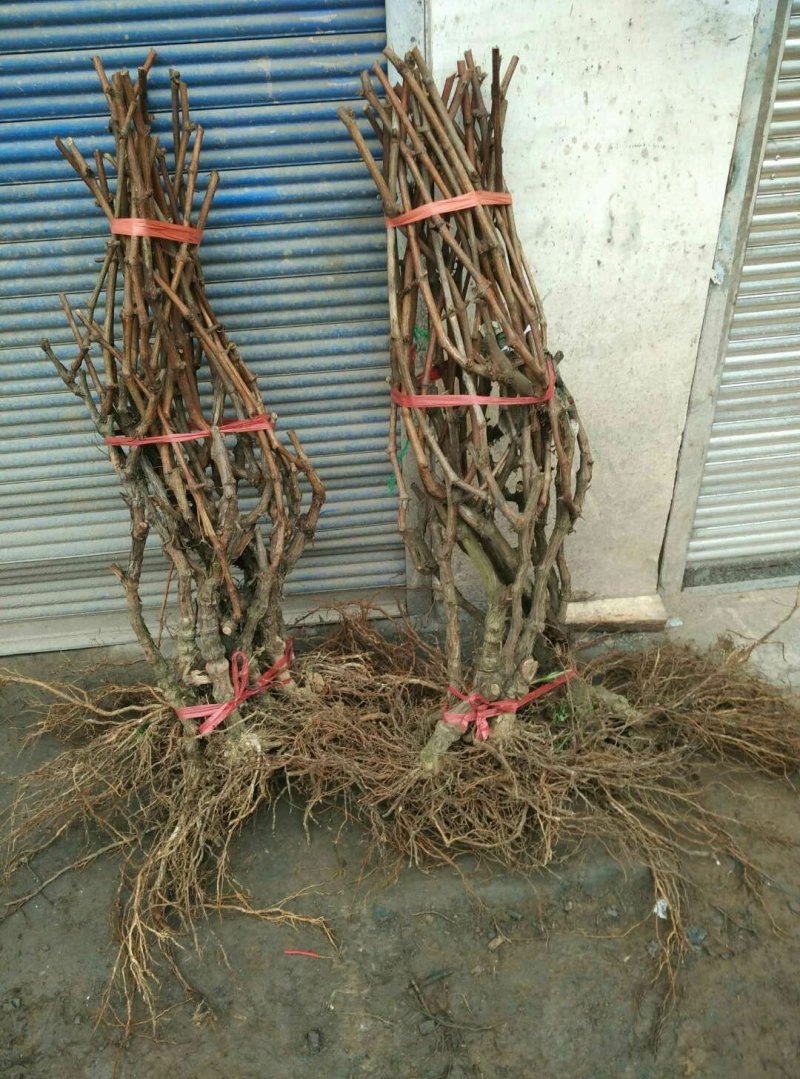 葡萄苗巨峰葡萄树