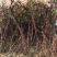 葡萄苗巨峰葡萄树
