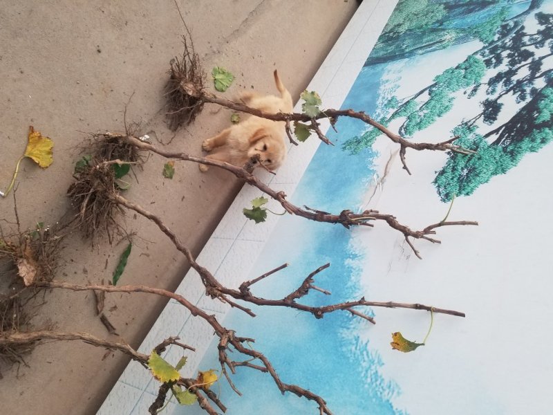 巨峰葡萄苗占地葡萄树
