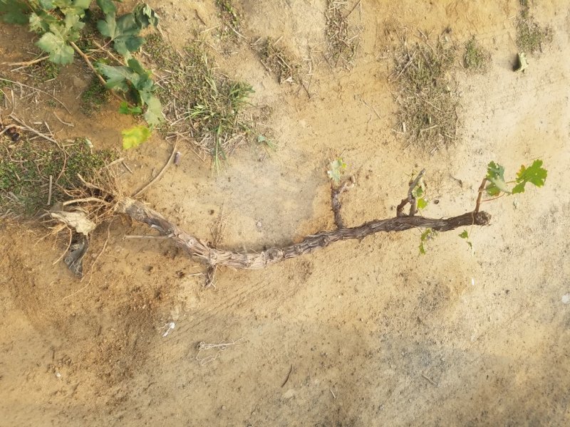 巨峰葡萄苗占地葡萄树