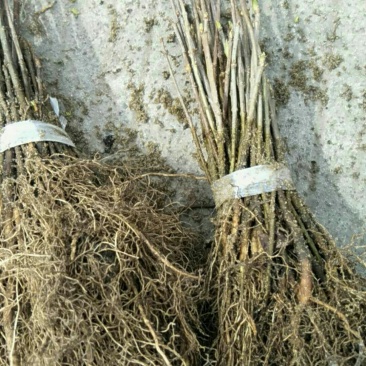 山丁子苗，山荆子苗，嫁接占木耐寒占木基地直发