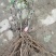 千层观赏大棵牡丹花菏泽牡丹花菏泽牡丹甲天下