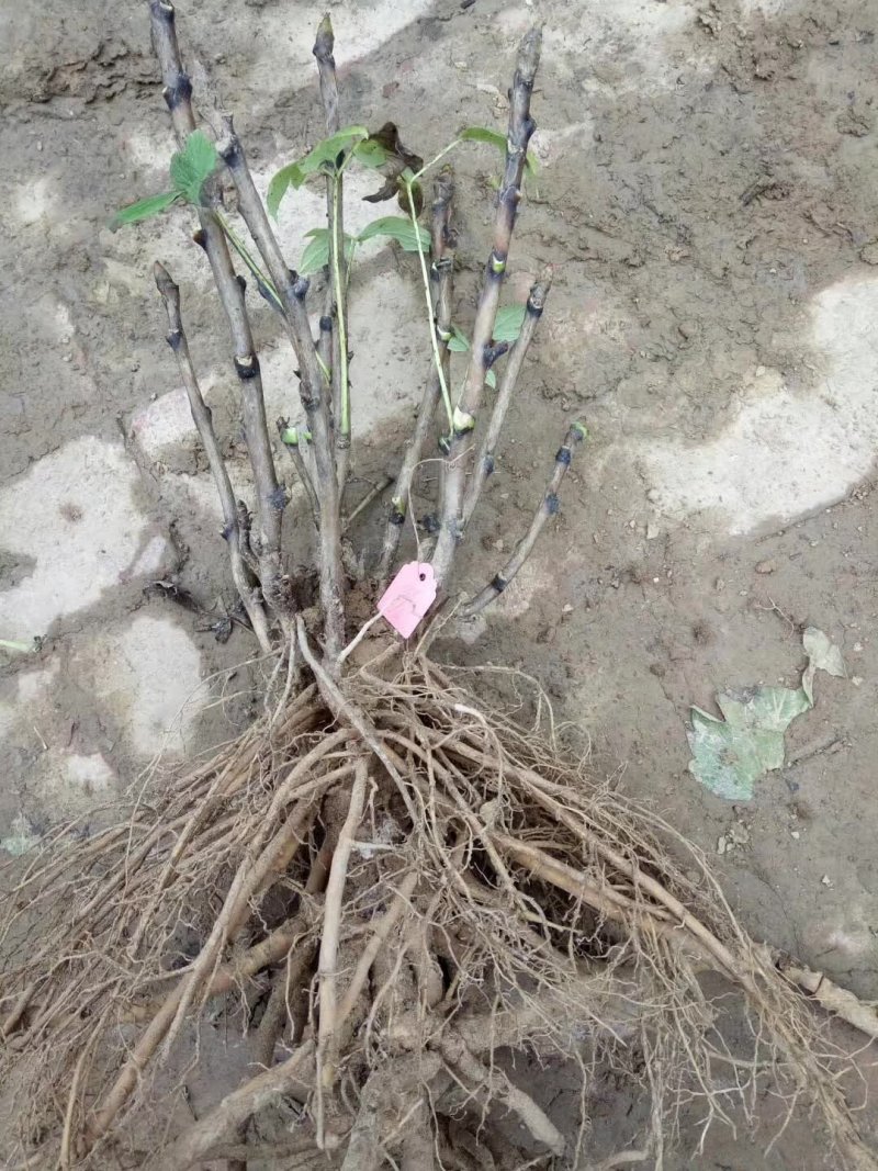 千层观赏大棵牡丹花菏泽牡丹花菏泽牡丹甲天下