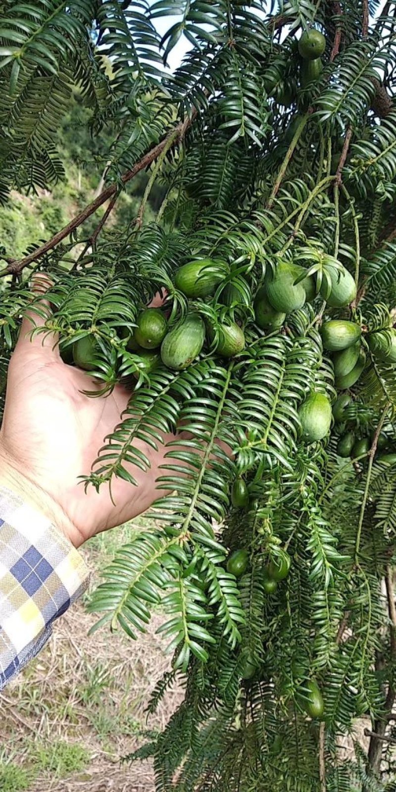 特级精品嵊州香榧老产区百年老口味椒盐味农场基地发货。