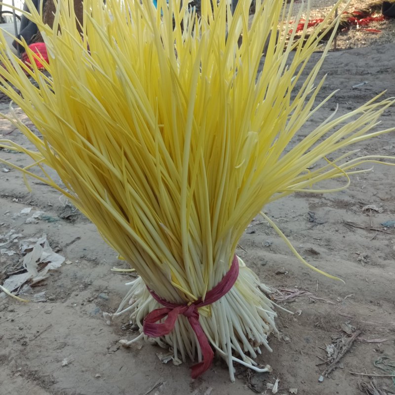蒜黄50cm蒜黄上市中