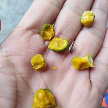 黄精籽全部成熟发芽率高供技术，成品可回收