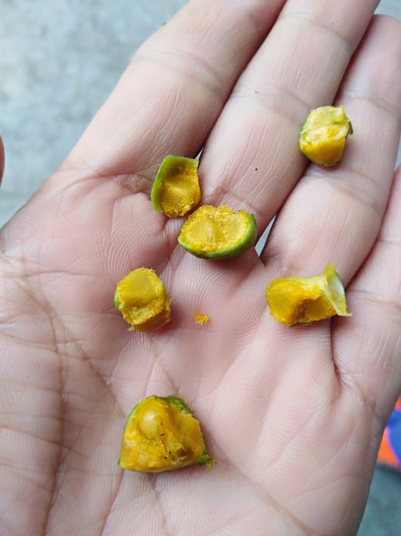黄精籽全部成熟发芽率高供技术，成品可回收