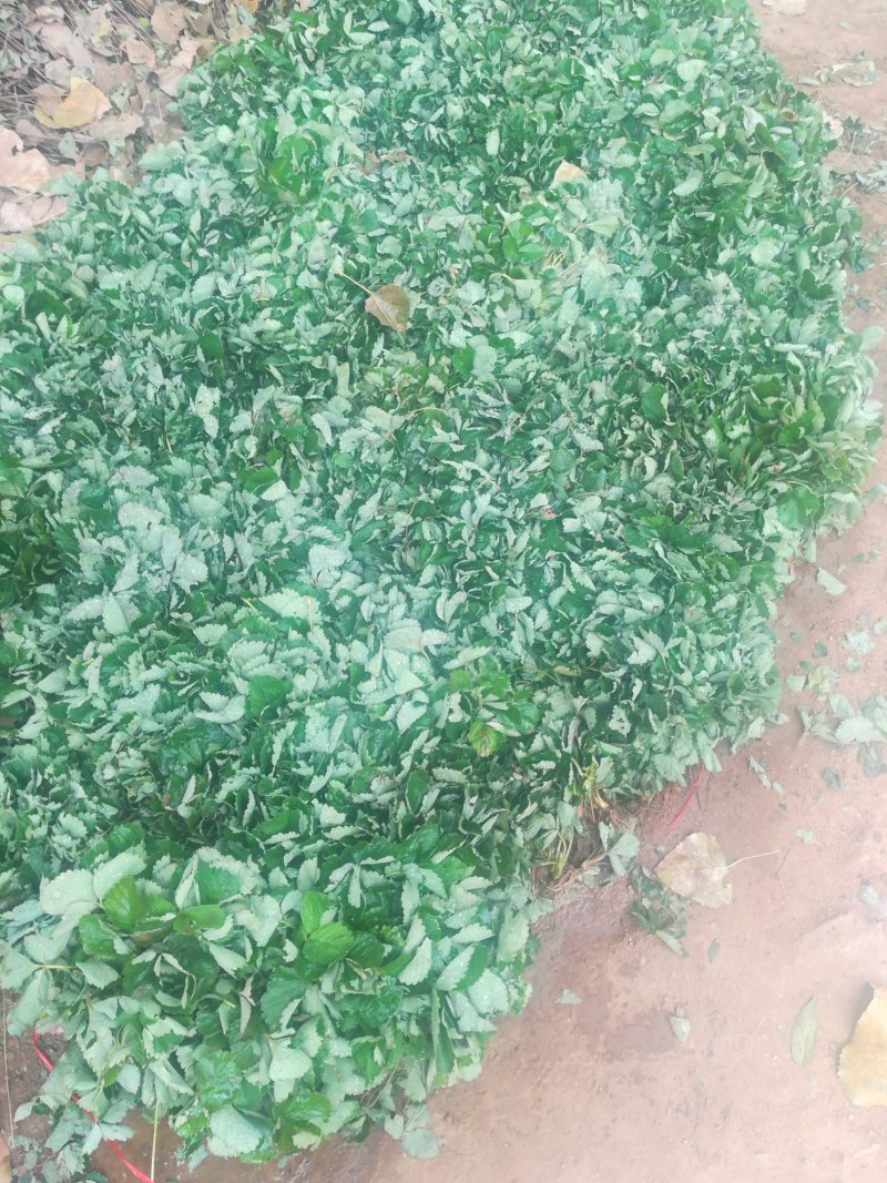 草莓苗