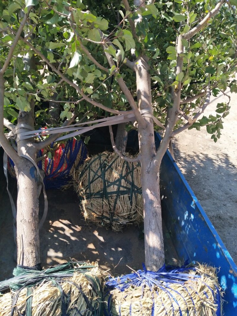 供应各种规格123沙果树苗