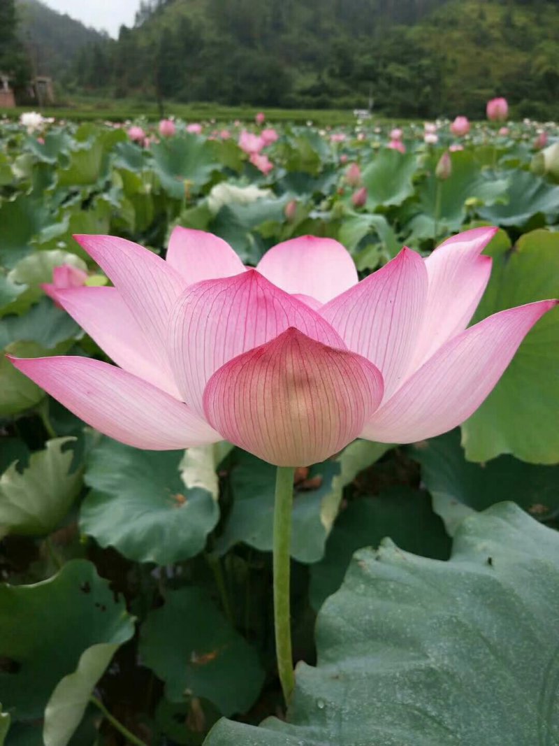 太空莲种苗，荷花种苗，莲子种苗，香水莲种苗