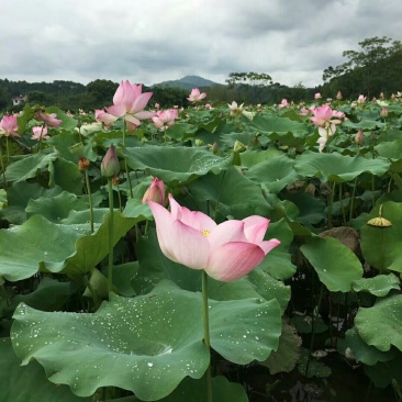 太空莲种苗，荷花种苗，莲子种苗，香水莲种苗