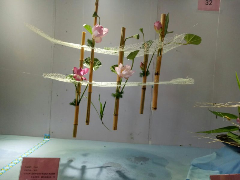 太空莲种苗，荷花种苗，莲子种苗，香水莲种苗