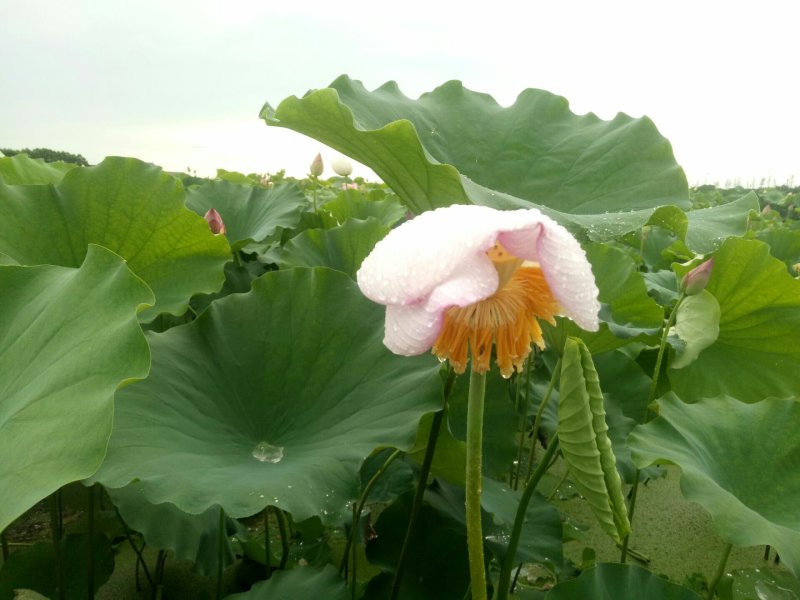 太空莲种苗，荷花种苗，莲子种苗，香水莲种苗