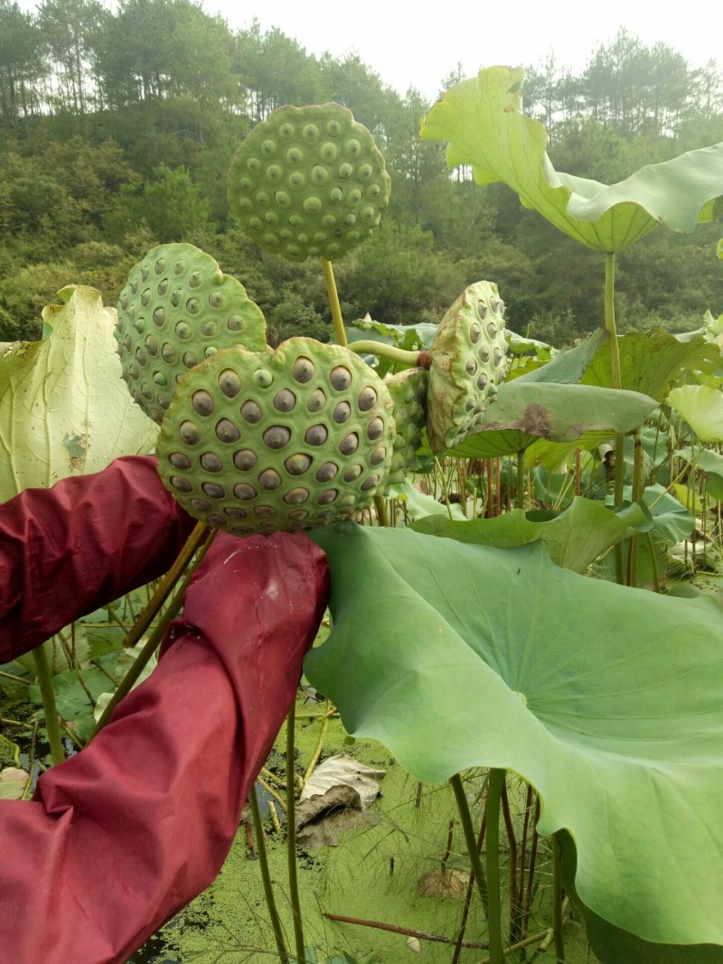 太空莲种苗，荷花种苗，莲子种苗，香水莲种苗