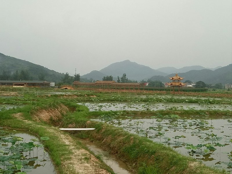 太空莲种苗，荷花种苗，莲子种苗，香水莲种苗