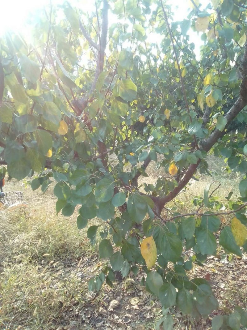 桃树，梨树，杏树，品种齐全，3---10公分
