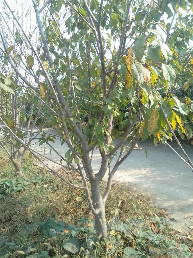 桃树，梨树，杏树，品种齐全，3---10公分