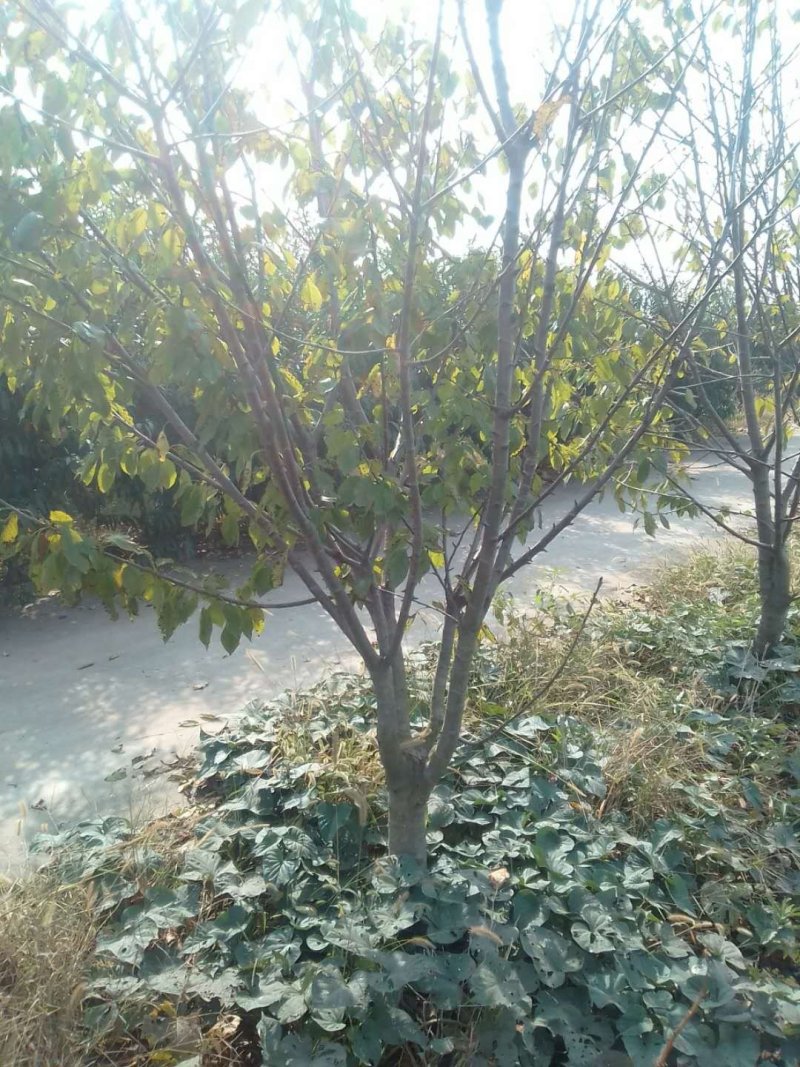 桃树，梨树，杏树，品种齐全，3---10公分